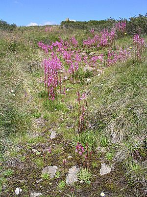 Archivo:Pink flowers in Kosciuszko National Park