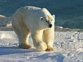 Polarbär 12 2004-11-17