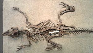 Archivo:Psittacosaurus mongoliensis - AMNH - DSC06310