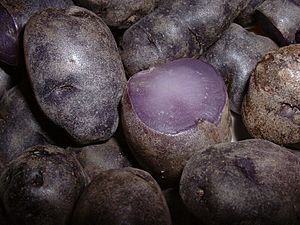 Archivo:PurplePeruvianPotatoes