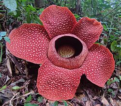 Rafflesia arnoldii Bunga Nasional Indonesia 01 (cropped).jpg