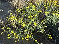 Senecio gallicus