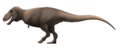 Tarbosaurus Restoration