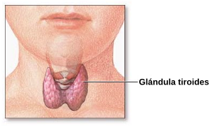 Thyroid gland-es.svg
