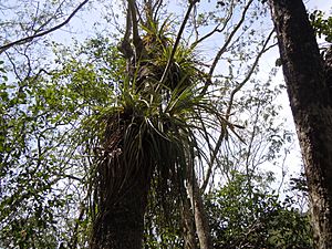 Archivo:Tillandsia fasciculata - Epiphyte - Foret de Malendure