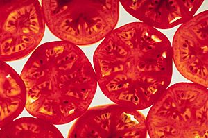 Archivo:Tomato slices
