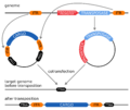 Transposon 2-plasmid-system