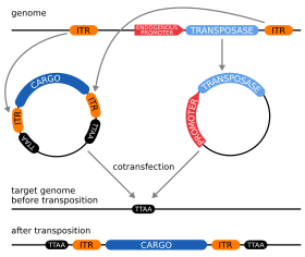 Archivo:Transposon 2-plasmid-system