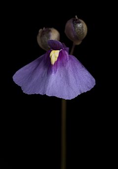 Archivo:Utricularia dichotoma Kingston Tasmania