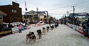 Archivo:Wattie MacDonald enters Iditarod finish chute (4458490799)