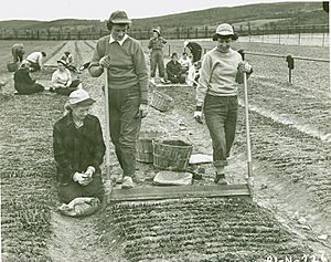 Archivo:Willow cuttings planting operation