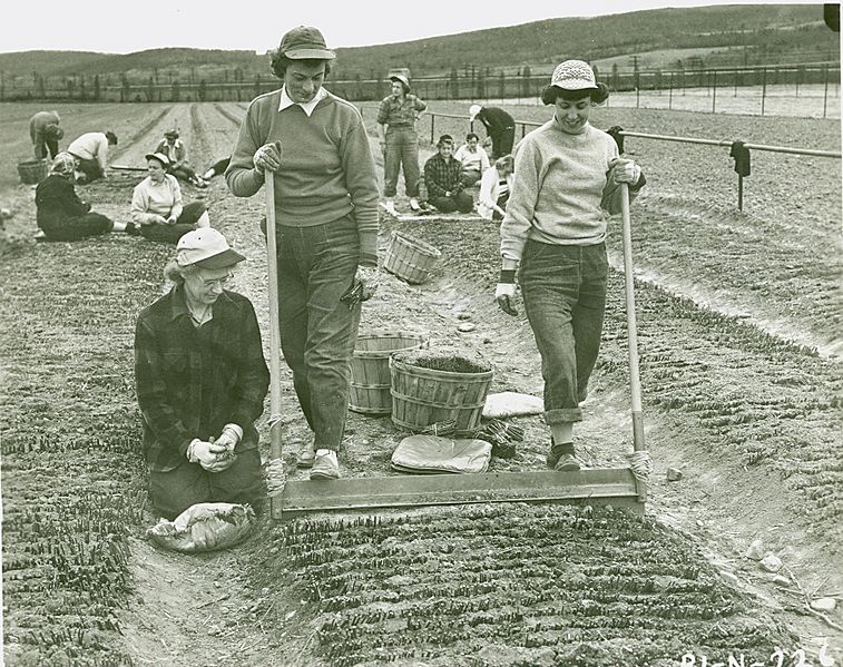 Willow cuttings planting operation