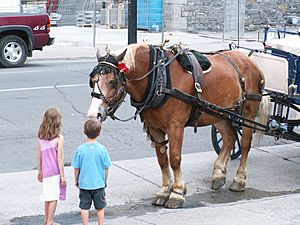 Archivo:Zwei Kinder in Montreal treffen ein Pferd (2005)