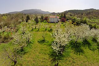 Aérea cerezos 2.jpg