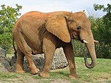 Archivo:Afrikanischer Elefant, Zoo Miami 1