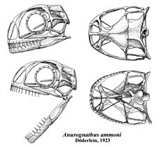 Archivo:Anurognathus skull