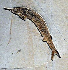 Archivo:Aspidorhynchus acustirostris
