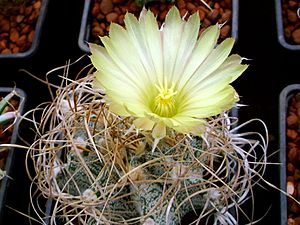 Archivo:Astrophytum capricorne white form