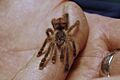 Avicularia.azuraklaasi