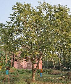 Bael (Aegle marmelos) tree at Narendrapur W IMG 4115.jpg