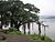 Banyan tree on the banks of Khadakwasla Dam.jpg