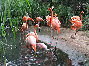 Archivo:Barranquilla Zoológico Flamencos