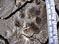Bobcat tracks in mud
