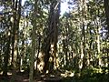 BunyaMtns-Stranglerfig
