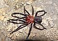 Calathotarsus simoni adult male