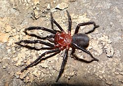 Calathotarsus simoni adult male.jpg