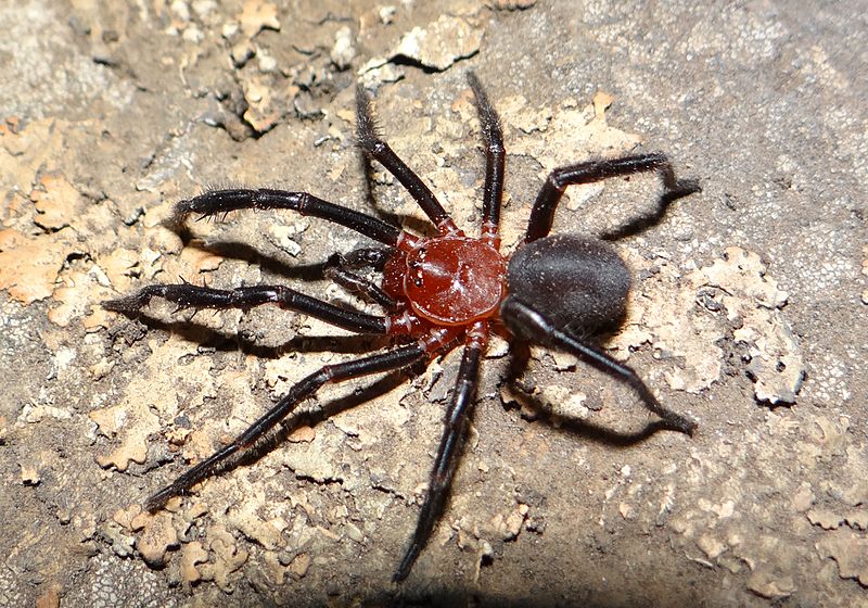 Calathotarsus simoni adult male