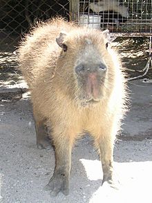 Archivo:Capybara01