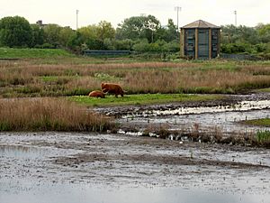 Archivo:Conservation Grazing Highland Cattle on the Wetland Centre Grazing Marsh