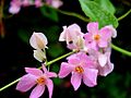 CoralVine