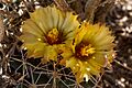 Coryphantha robustispina var. scheeri - Flickr - aspidoscelis (1)