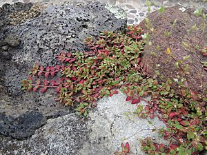 Euphorbia ophthalmica.jpg