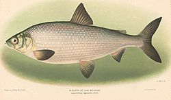 FMIB 42893 Blackfin of Lake Michigan - Leucichthys nigripinnis (Gill).jpeg