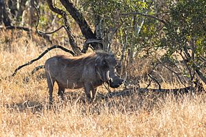 Archivo:Facocero común (Phacochoerus africanus), parque nacional Kruger, Sudáfrica, 2018-07-26, DD 20