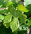 Feuille vigne