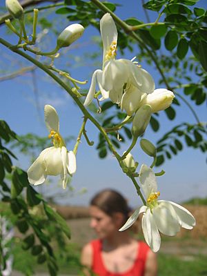 Archivo:Flowers of drumstick tree (Moringa oleifera)