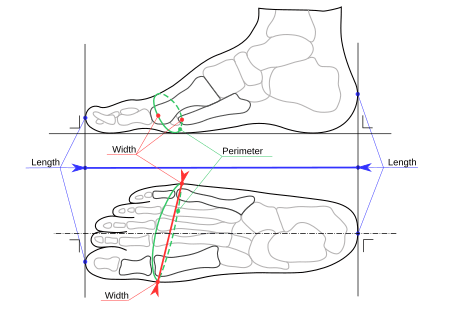 Archivo:Foot width and length measurement for Mondopoint (multilingual)