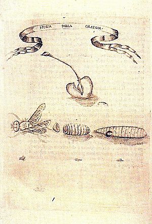 Archivo:Francesco Redi Esperienze intorno alla Generazione degli Insetti Mosca della Ciliegia