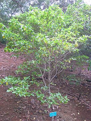 Archivo:Gardenia brighamii - Koko Crater Botanical Garden - IMG 2258