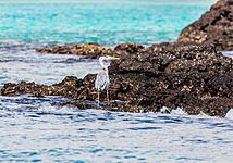 Garza azulada (Ardea herodias), Las Bachas, isla Santa Cruz, islas Galápagos, Ecuador, 2015-07-23, DD 10