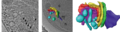 Golgi 3D Ostreococcus