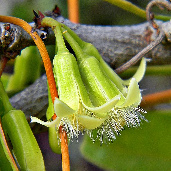Hog Plum (Ximenia americana) (5894442866)