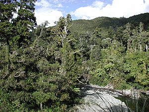 Archivo:Hutt River from flume bridge, Kaitoke