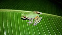 Isthmohyla debilis, Panama imported from iNaturalist photo 308966379.jpg