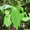 Ixbut plant