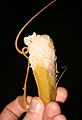 Jaraï tribe cooking with Nepenthes mirabilis (6730601589)